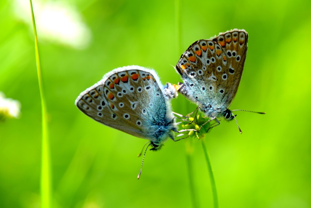 MHS twee vlindertjes op bloemstengel