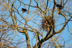 boomkruin met nest en zwarte vogels