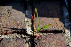 Plantje groeit tussen stenen