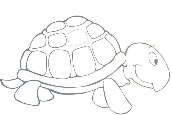 schildpadschets