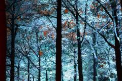 lichtspektakel in het bos - JR